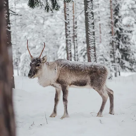 Stylish House In The Heart Of Lapland In 펜션