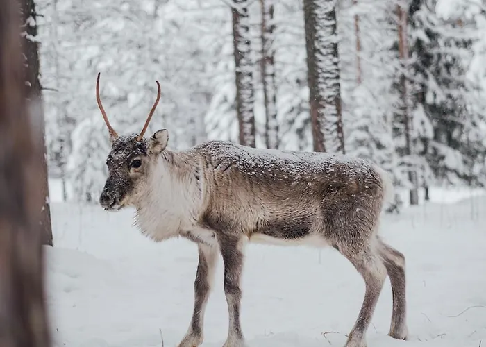 Stylish House In The Heart Of Lapland In 度假居